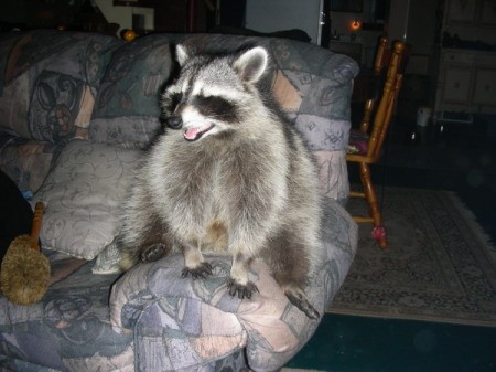 Photo of a happy raccoon