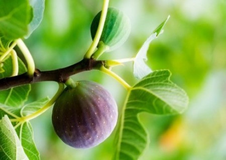 Photo of a growing fig