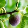 Photo of a growing fig
