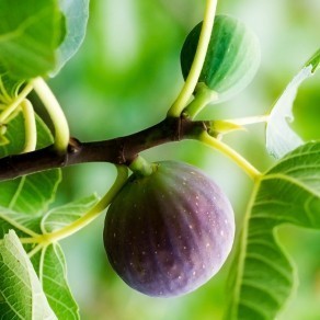 Container Fig Growing Figs in Containers | ThriftyFun