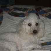 A white poodle on a bed.