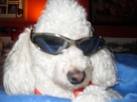 A white poodle wearing sunglasses.