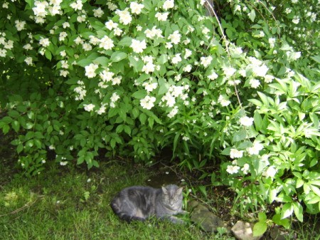 A grey cat under a bush outside.
