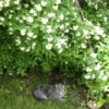 A grey cat under a bush outside.