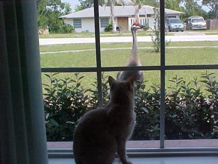 A cat looking out the window at a sandhill crane.