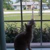 A cat looking out the window at a sandhill crane.