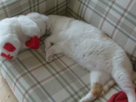 White and orange cat sleeping on a couch.