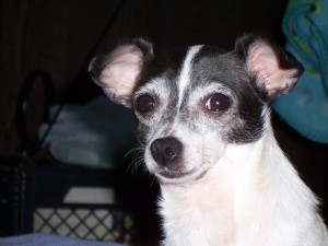 Close up of small black and white dog
