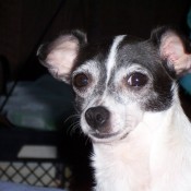 Close up of small black and white dog