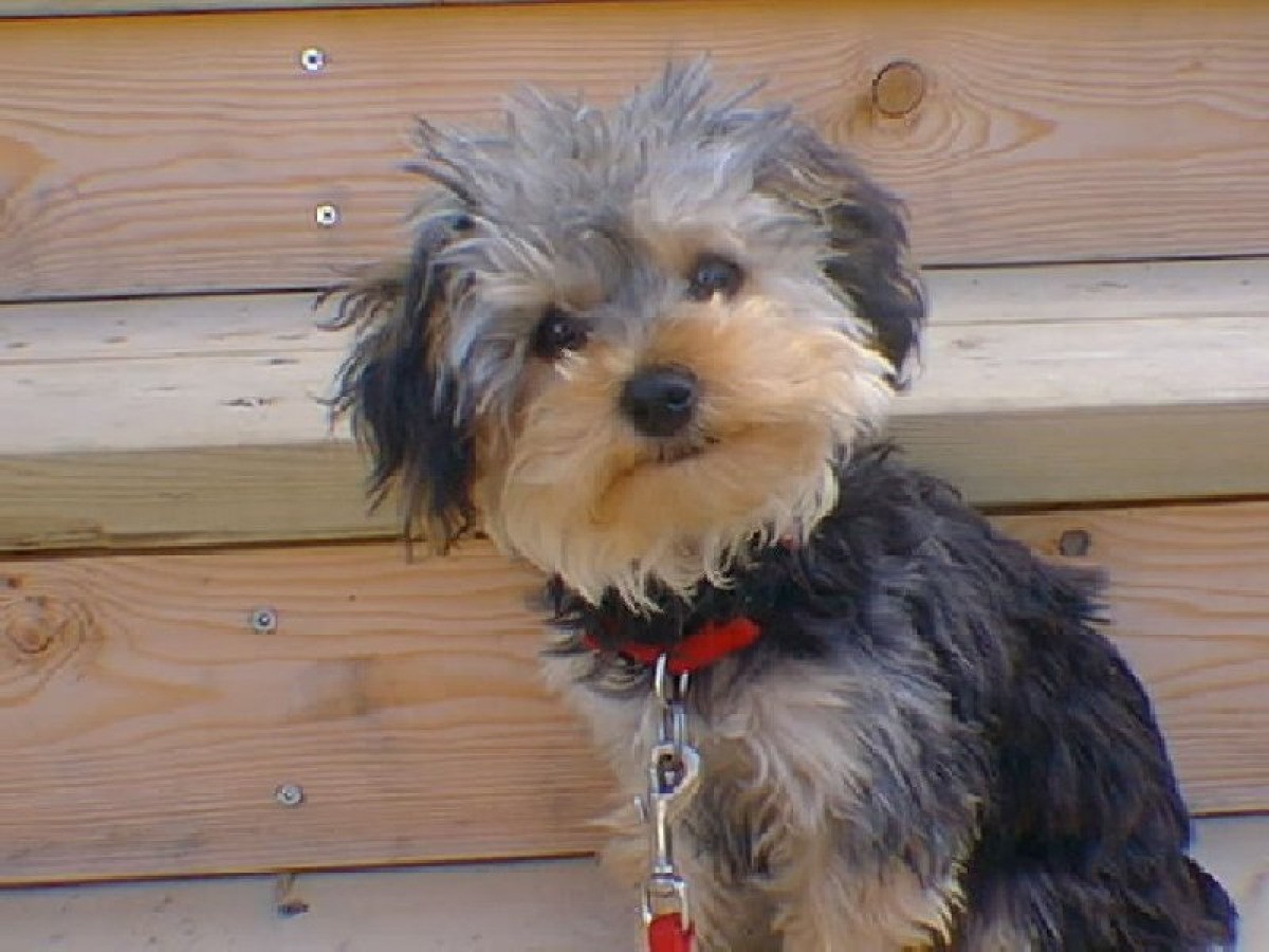 teacup poodle terrier mix