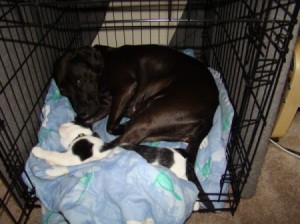 A black and white cat sleeping in a crate with a black dog