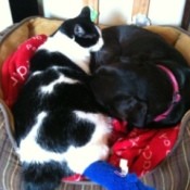 One big black and white cat sleeping in a dog bed with a black dog.