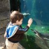 A young boy at the zoo, looking into a glass tank of penguins.
