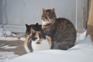 Three cats sitting in the snow