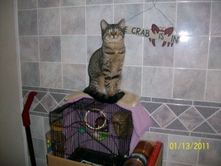 Grey tabby cat on top of a birdcage.