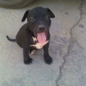 Black Puppy with Tongue Hanging Out
