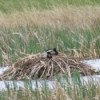 Two mallards on top of a muskrat house in water.