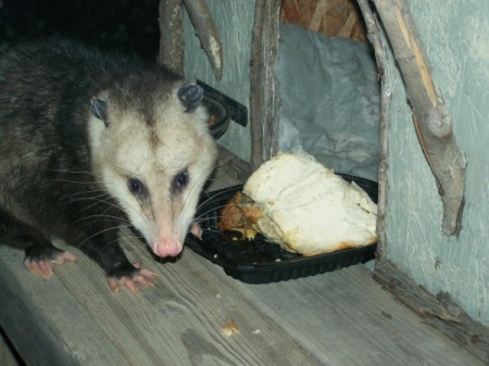 Possum