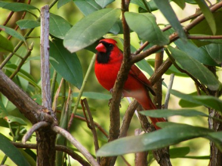 Red cardinal bird in a rhododendron bush.