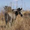 A zebra from Groenkloof Nature Reserve in Pretoria