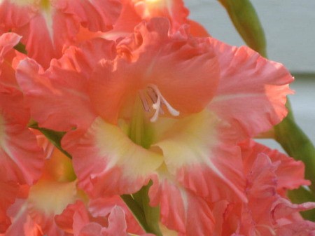 A close up of an coral orange gladiolus in bloom.