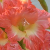 A close up of an coral orange gladiolus in bloom.