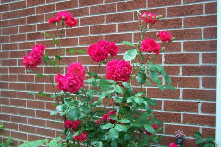 A wild rose bush.