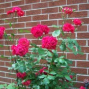 A wild rose bush.
