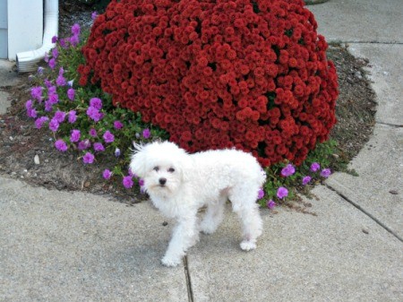 A white poodle outside.