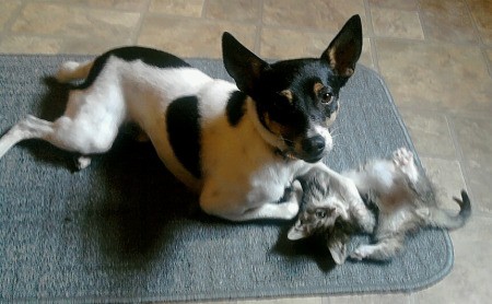 Small terrier playing with kitten