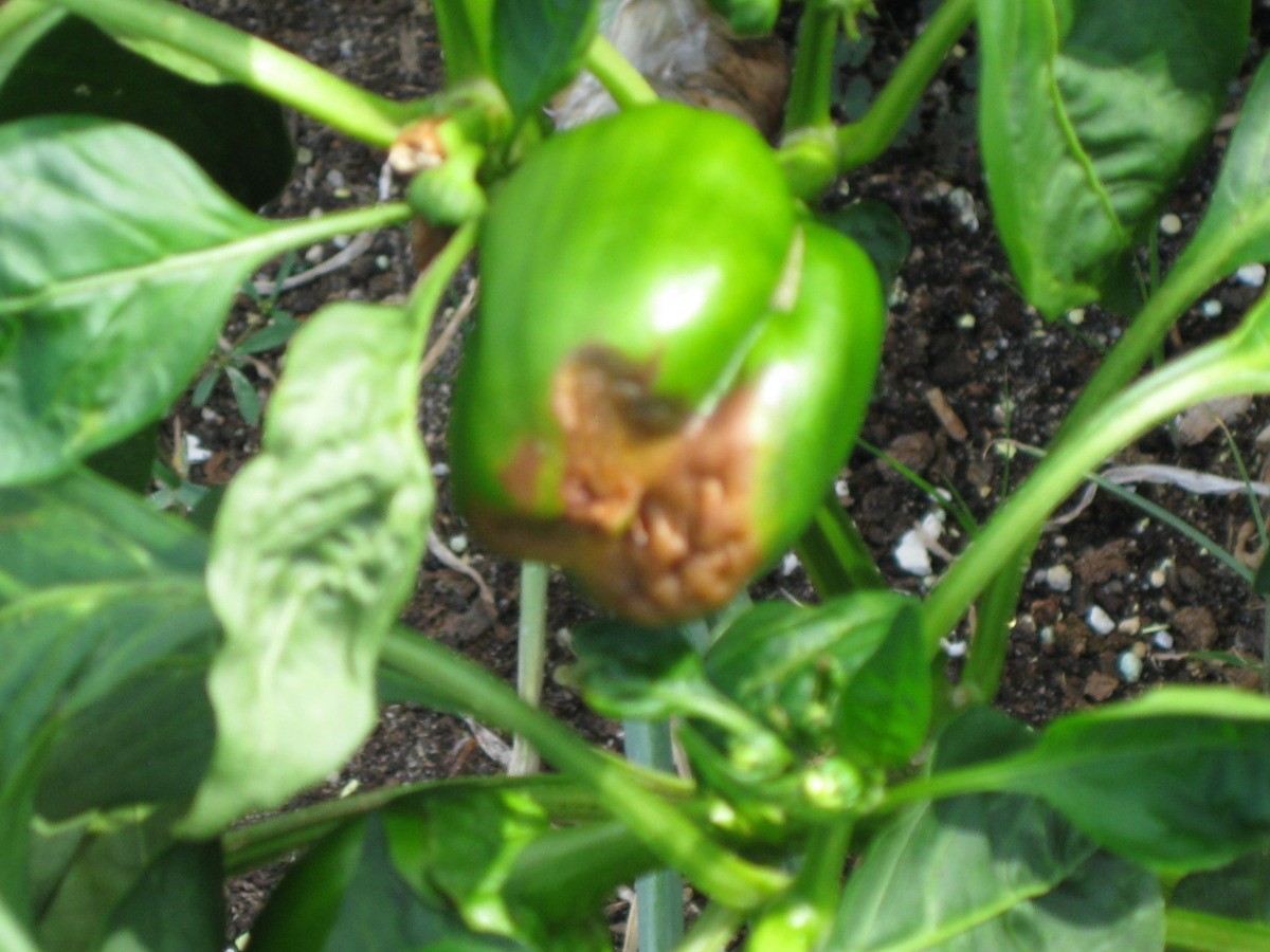 Brown Areas on My Green Bell Peppers? | ThriftyFun