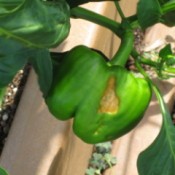 Bell pepper with brwon spot on side