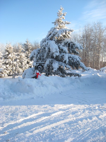 Snow covered spruce