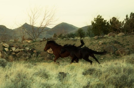 Wild horses running in Nevada.