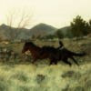 Wild horses running in Nevada.