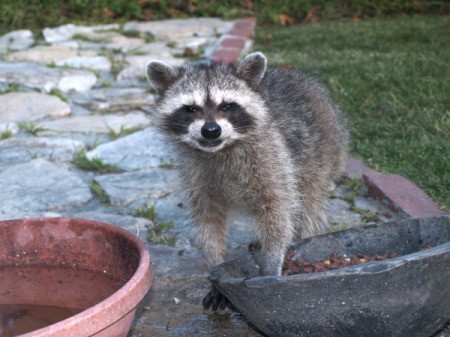Raccoon on patio, digging in planter.