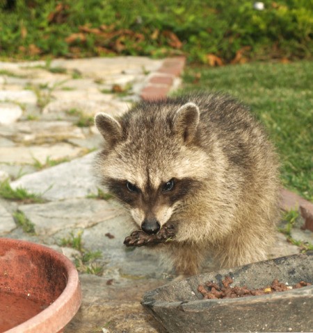 Raccoon outside, licking his paw.
