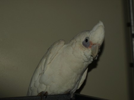 A white cockatoo tilting his head to the side.