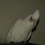 A white cockatoo tilting his head to the side.