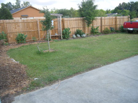 A fenced back yard with grass and trees.