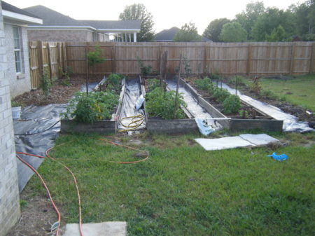 A planted garden in a fenced in back yard.