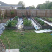 A planted garden in a fenced in back yard.
