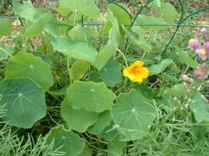 An orange flower with broad green leaves.