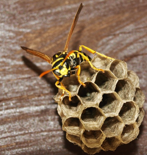 A queen wasp on her nest.