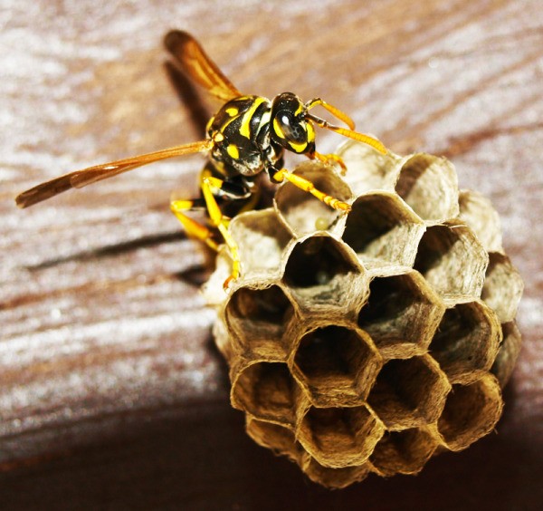 A queen wasp on her nest.