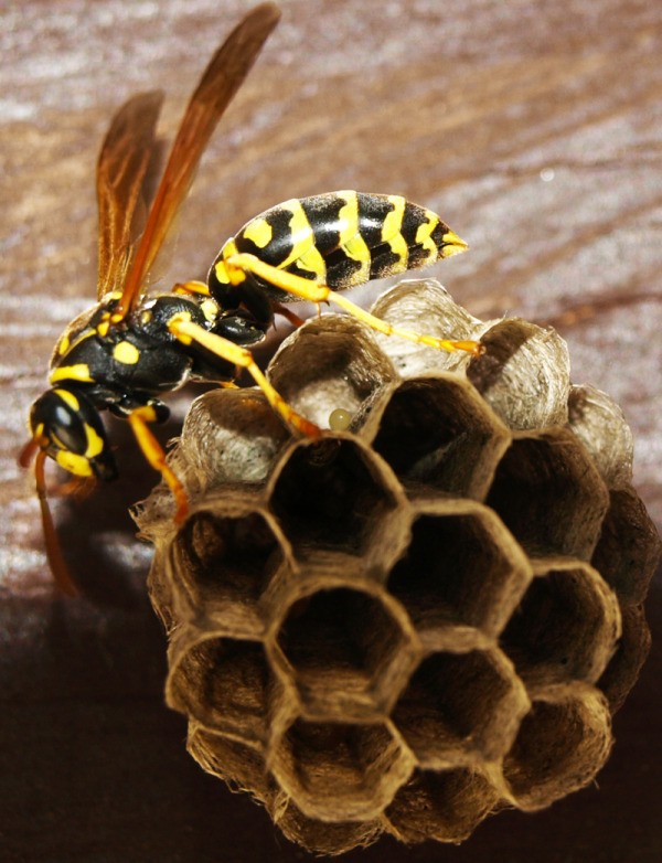 A queen wasp on her nest.