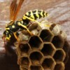 A queen wasp on her nest.