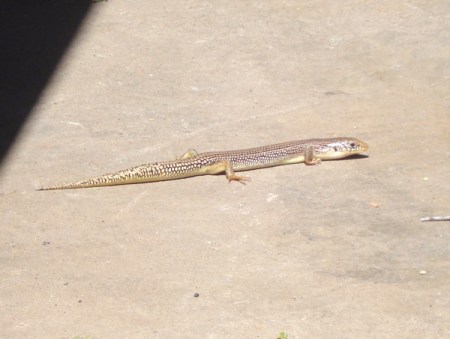 Long sleek light colored lizard with dark markings