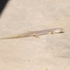 Long sleek light colored lizard with dark markings