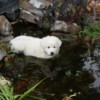 Pinkie (Great Pyrenees)